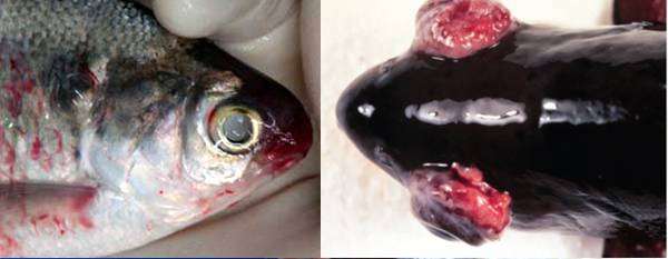 Криптобиоз рыб, фото болезни рыбок фотография