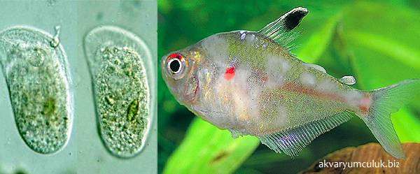 Хилодонеллез, сам паразит и пораженная рыба, фото болезни рыб фотография