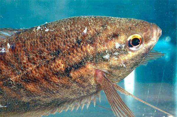 Оодиниум, или вельветовая болезнь аквариумных рыбок, фото фотография болезни рыб