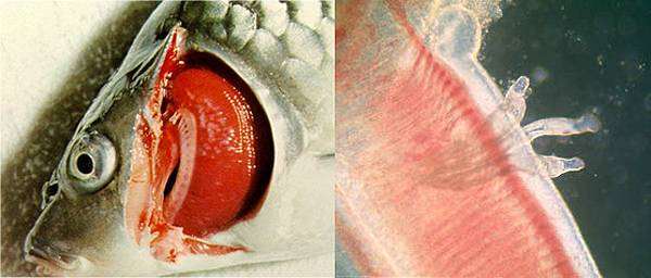 Дактилогироз, зараженные эргасилидами, фото фотография болезни рыб