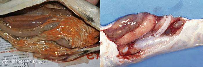 Ботрицефалез и кавиоз карпов, фото болезни рыб фотография