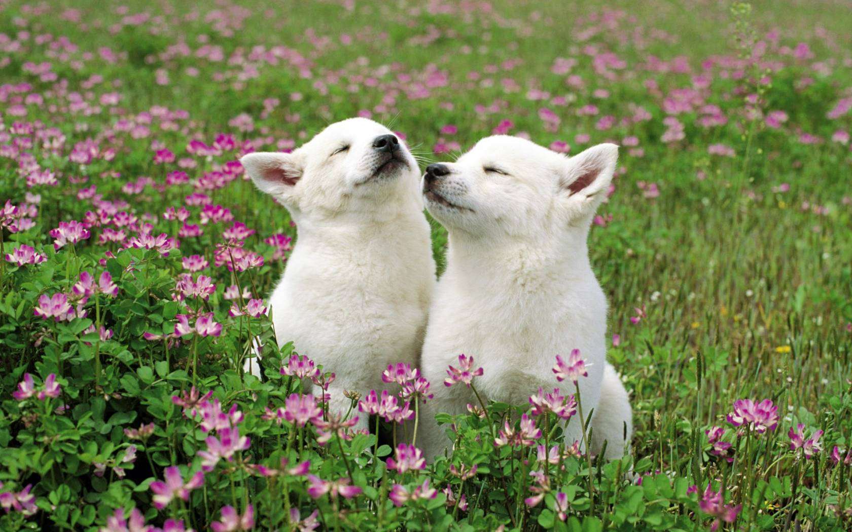 Белые щенки акиты в траве, фото фотография картинка обои 