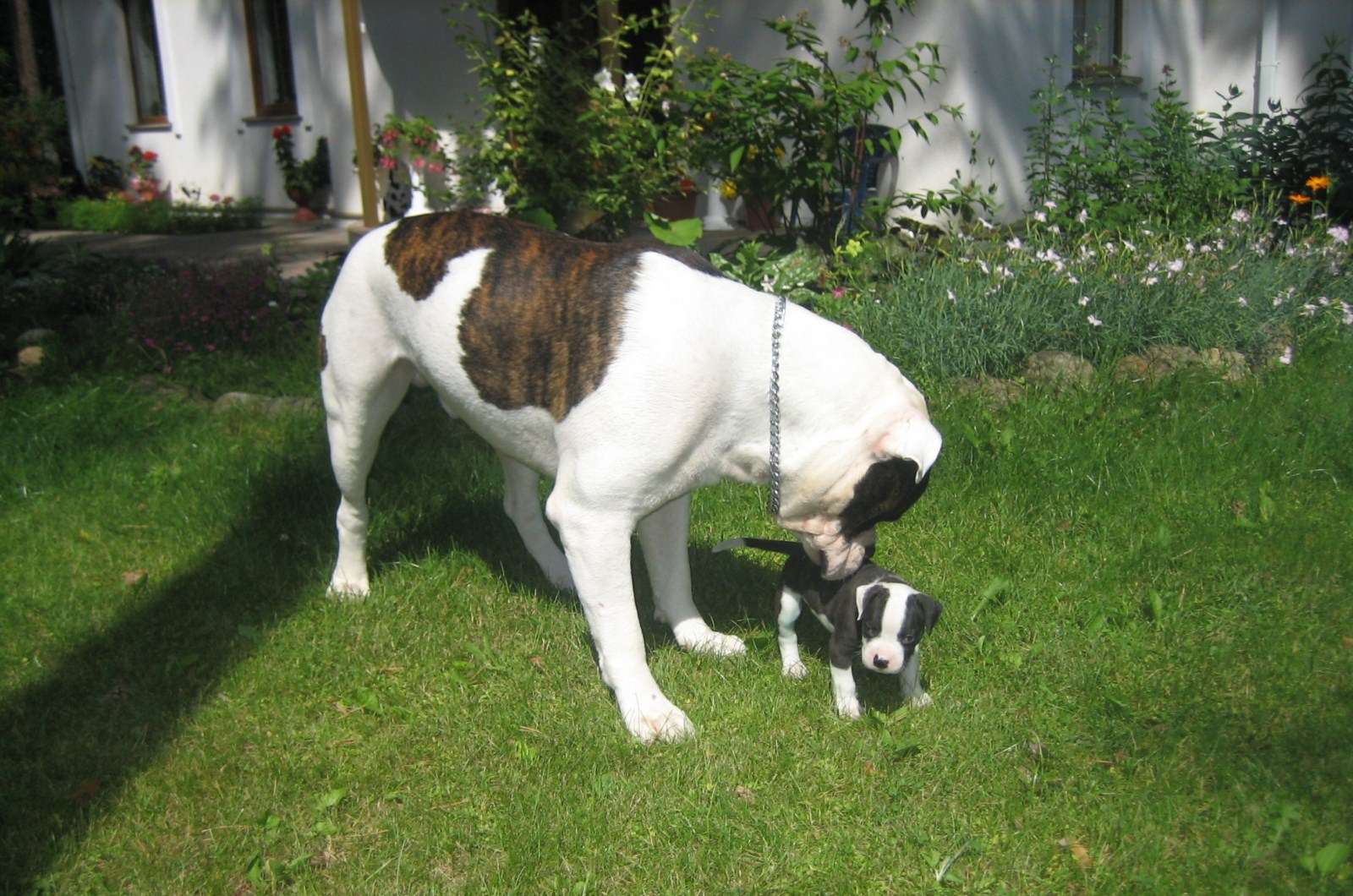 Купить щенка американского бульдога, фото фотография картинка обои 