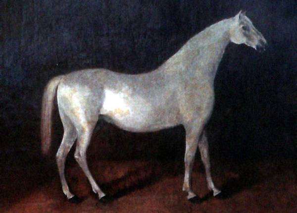 Арабская лошадь Сметанка, фото породы лошадей картинка