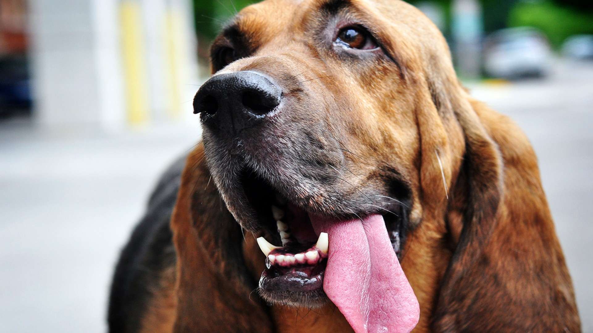 Басет хаунд собака, фото фотография картинка обои 