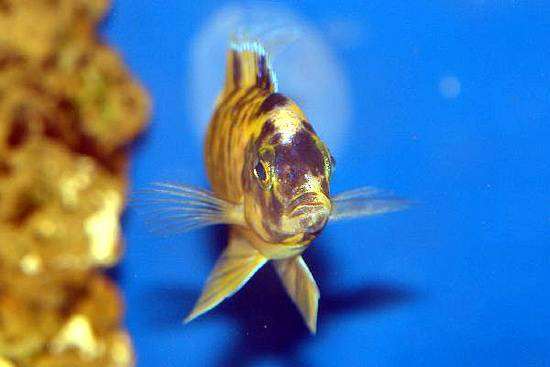 Самец Аулонокара - мультиколор (аквариумный гибрид, потомок природных форм  Аулонокар), фото рыбы фотография