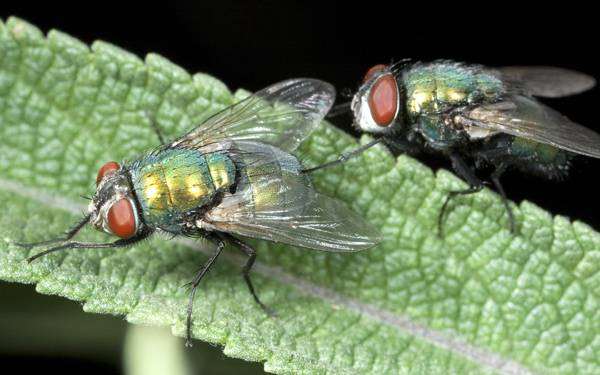 Зеленые мухи, фото звуки жужжание насекомых фотография картинка