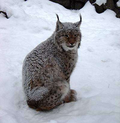 Рысь на снегу, фото фотографии рыси хищники
