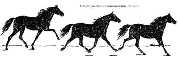 Схема движения конечностей лошади на рыси, черный рисунок картинка лошади