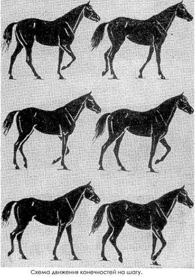 Схема движения конесностей лошади на шагу, черно белый рисунок картинка
