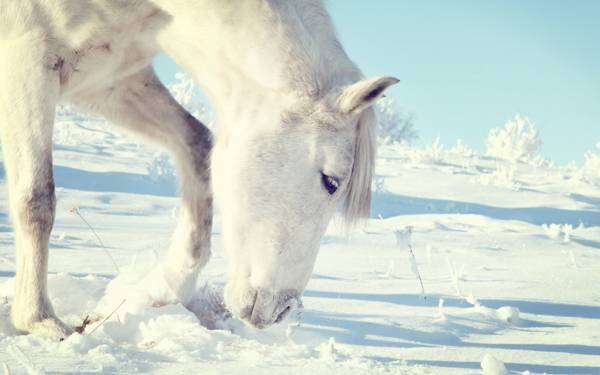 Белая лошадь копытит тенебит снег, фото фотография