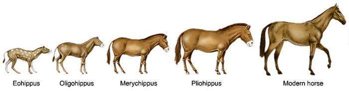 Эволюция лошади, рисунок картинка