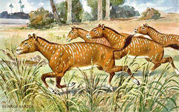 Мезогиппусы (Mesohippus), рисунок картинка предки лошадей