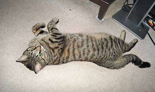 Калифорнийская сияющая кошка, изображение кошки породы кошек фотография