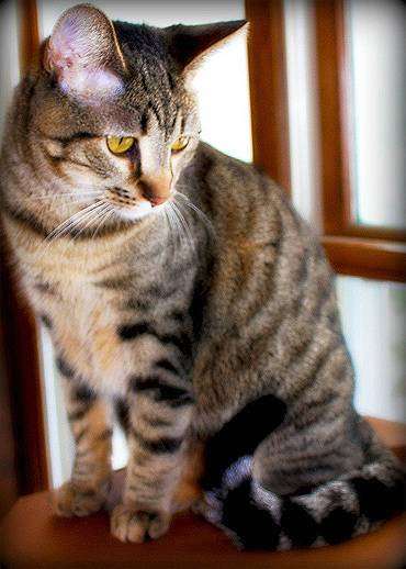 Калифорнийская сияющая кошка, фотография породы кошек кошки фото