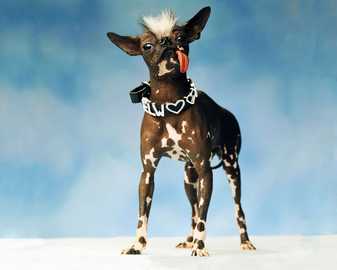 Мексиканская голая собака, фото фотография картинка обои 