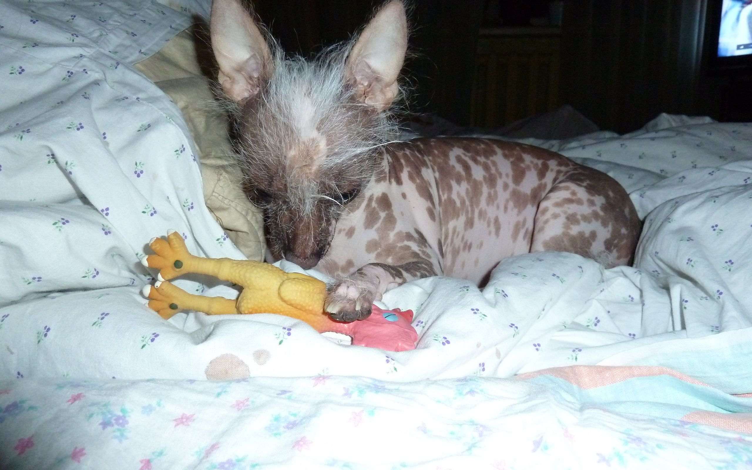Мексиканская голая щенок, фото фотография картинка обои 
