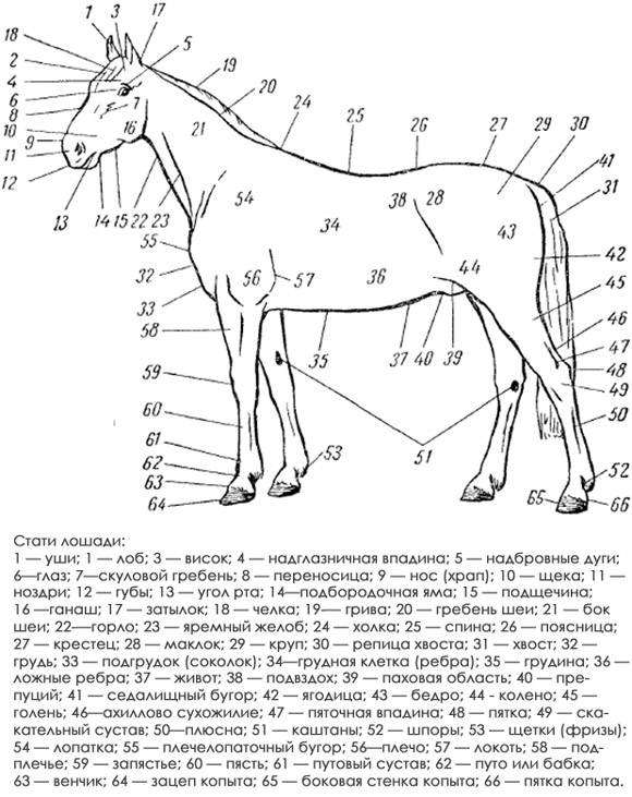 Стати экстерьера лошади, черно белый рисунок картинка