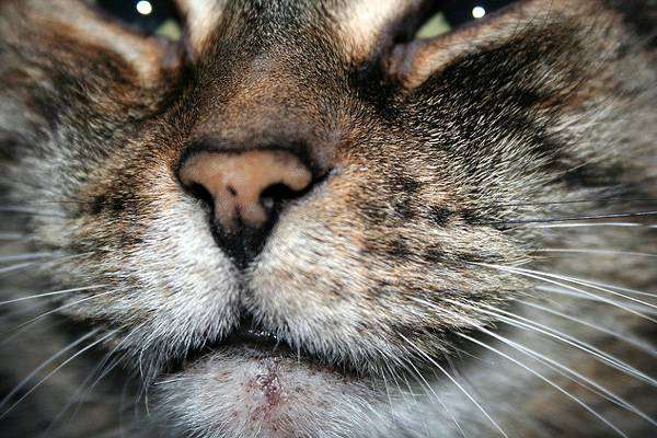 Акне у кошки, фото кожные болезни кошек фотография