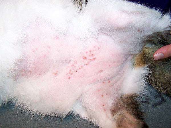 Дерматит у кошке на животе, фото кожные болезни кошек фотография