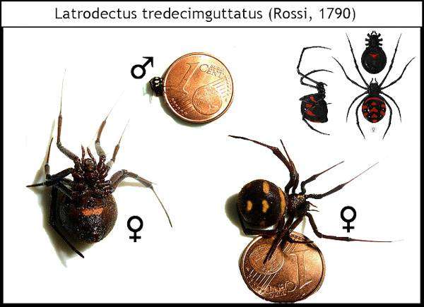 Каракурт, или степная вдова (Latrodectus tredecimguttatus), рисунок картинка ядовитые пауки