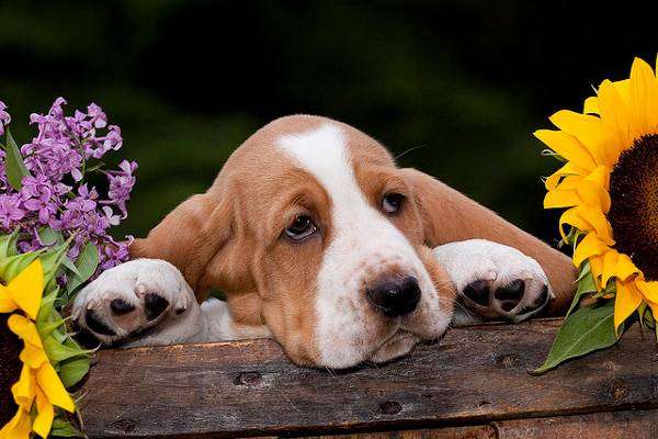 Щенок бассет-хаунда, фото породы собак фотография картинка собаки
