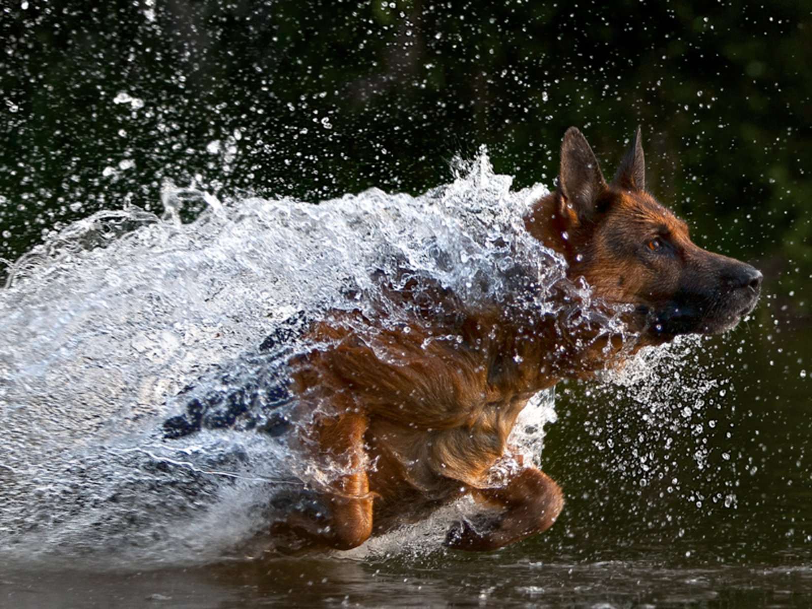Немецкая овчарка бежит по воде, фото фотография картинка обои 