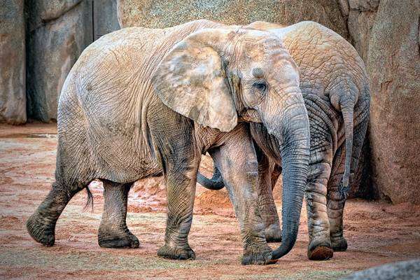 Африканские слоны, фото животные фотография картинка