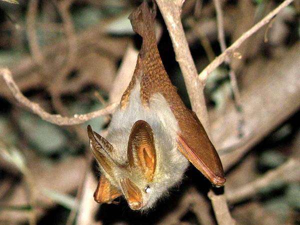 Желтокрылый ложный вампир (Lavia frons), фото летучие мыши фотография картинка