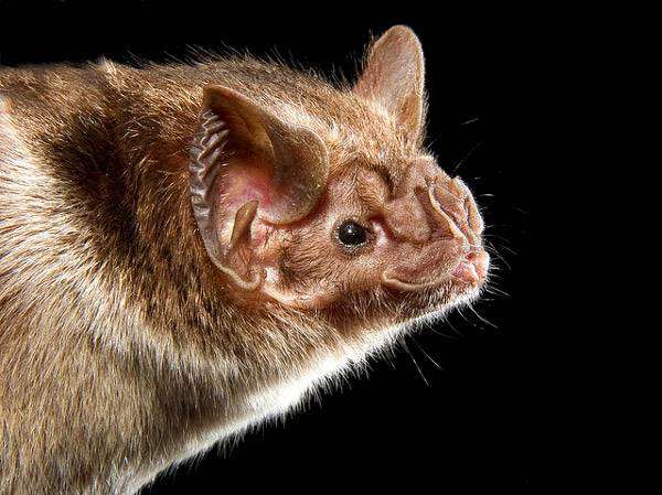 Обыкновенный вампир, десмонд (Desmodus rotundus), фото летучие мыши фотография картинка