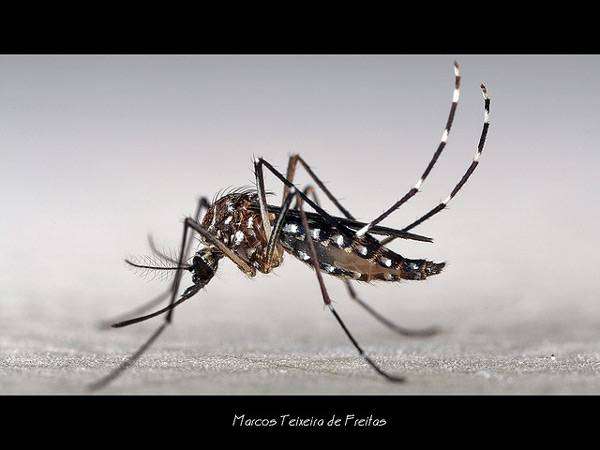 Комар желтолихорадочный (Aedes aegypti), фото насекомые фотография 
