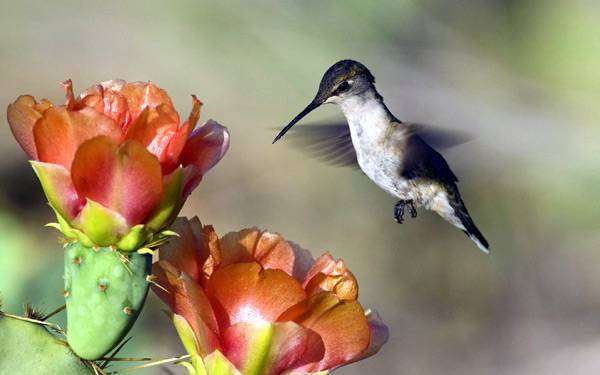 Колибри у цветка, фото птицы фотография
