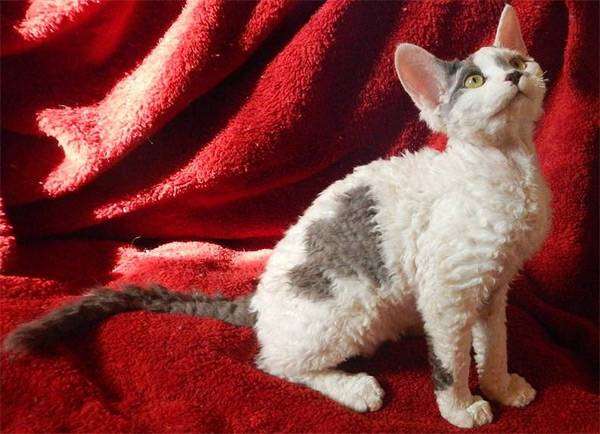 Орегон-рекс, фото породы кошек фотография картинка