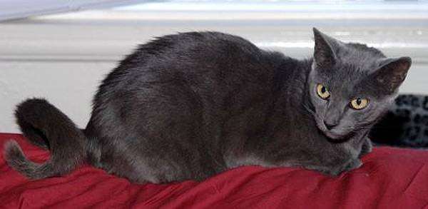 Кольцехвостая кошка, или Американский рингтейл, фото породы кошек фотография