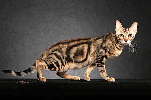 Сококе, соукок, кенийская лесная кошка, фото породы кошек фотография картинка