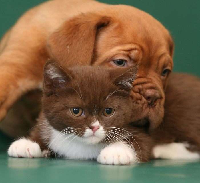Щенок бордосского дога и котенок, фото фотография картинка обои 