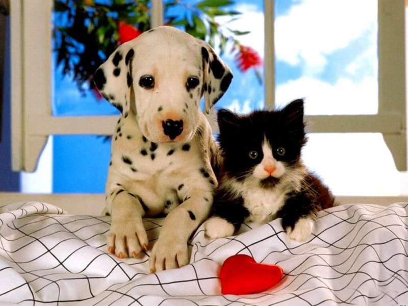 Щенок далматинца и черно-белый котенок, фото фотография картинка обои 