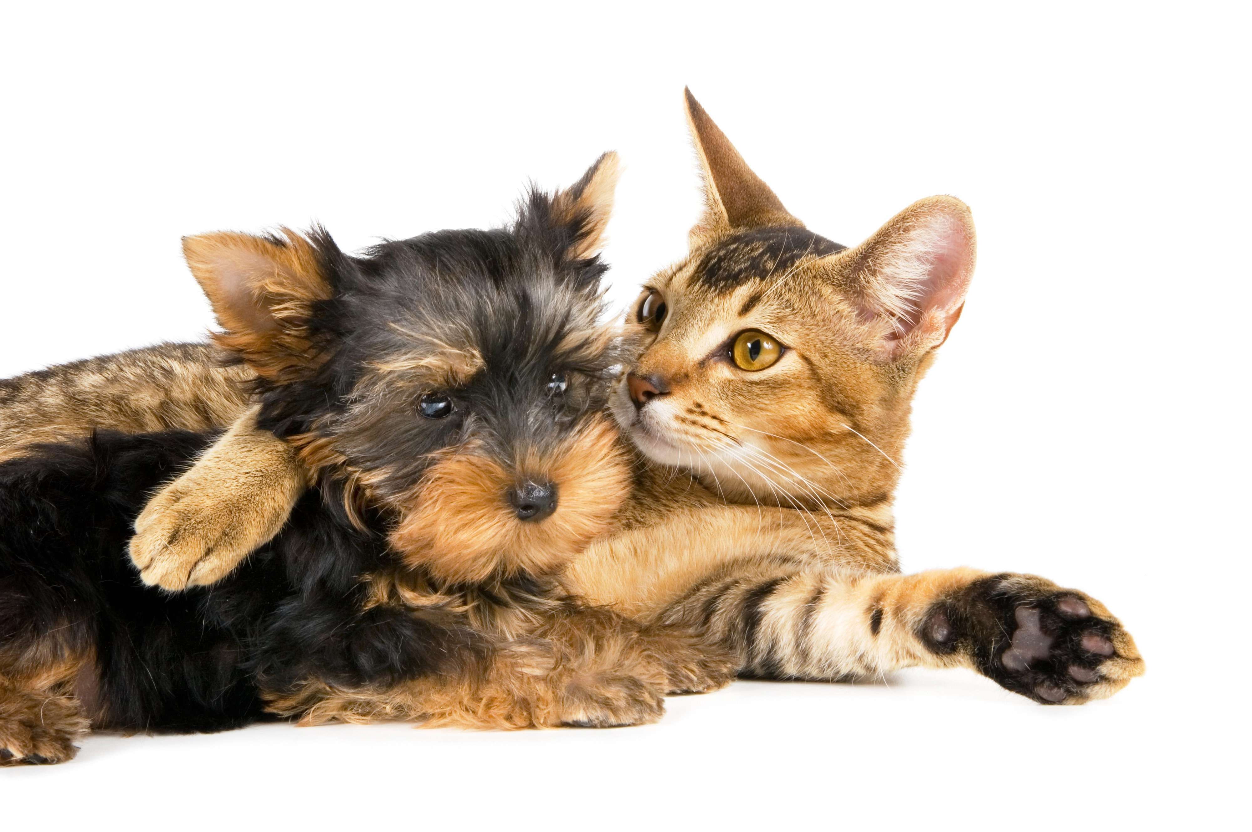 Щенок йоркширского терьера и кошка, фото фотография картинка обои 
