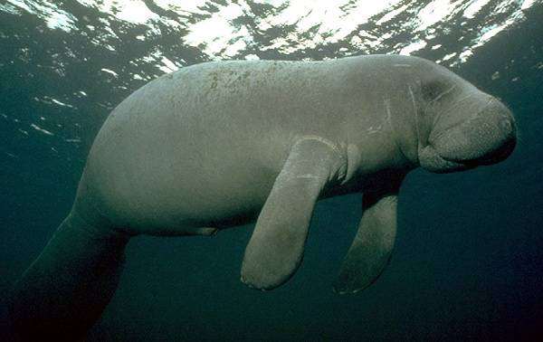   (Dugong dugon),   