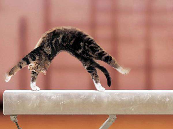 Кошка - гимнастка, фото поведение кошки фотография
