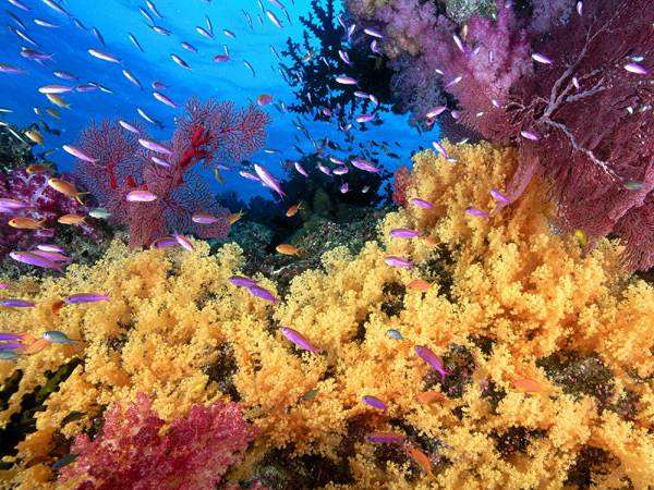 Жизнь коралловых рифов, фото морской аквариум фотография