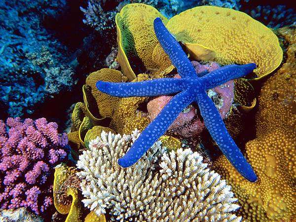 Жизнь коралловых рифов - кораллы, морские звезды, полипы, фото морской аквариум фотография