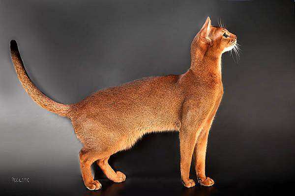 Абиссинская кошка, фото породы кошек фотография кошки