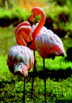 розовый фламинго, фламинго (Phoenicopterus roseus), фото, фотография
