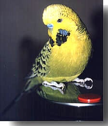 волнистый попугайчик (Melopsittacus undulatus), фото, фотография