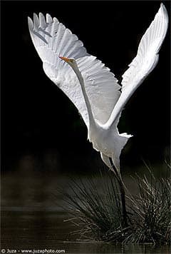белая цапля, цапля белая (Egretta alba), фото, фотография