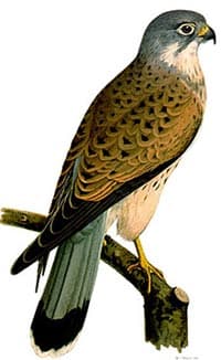 обыкновенная пустельга, пустельга обыкновенная (Falco tinnunculus), фото, фотография
