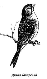 дикая канарейка (Serinus canaria), рисунок