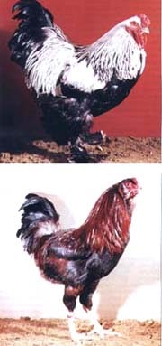 Классификация пород кур по постаноке туловища: горизонтальная (петух брама), полувертикальная (петух орловский), фото, фотография