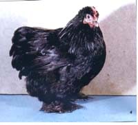 классификация пород кур по форме туловища: шаровидная (кохинхин), фото, фотография